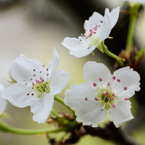 女人裸双乳被老头夹奶电影
